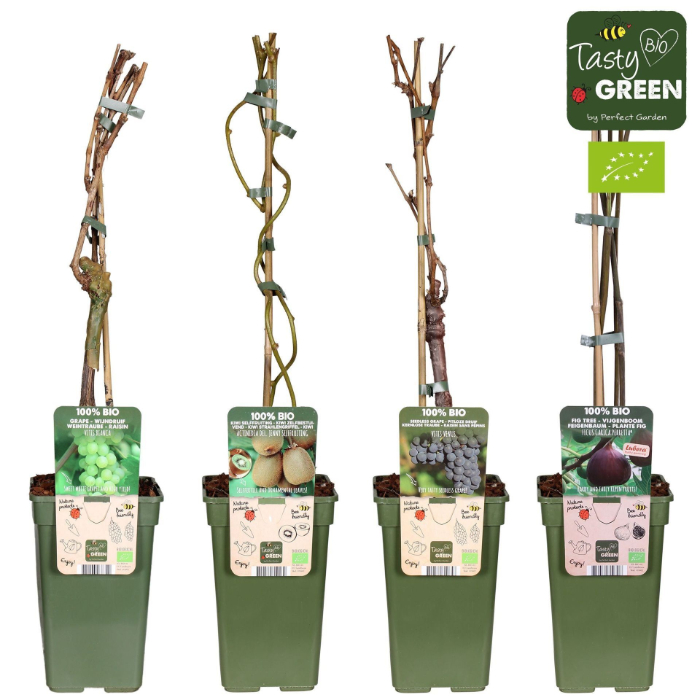 fruit-bushes-mix-p19