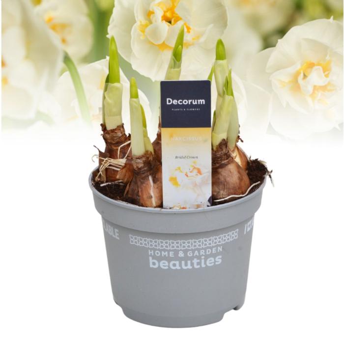 narcissus-bridal-crown-12x17cm