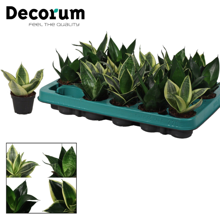 sansevieria-hahnii-mix