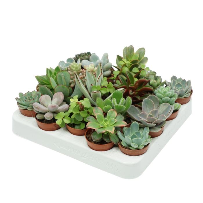 succulents-mix-5-05x8