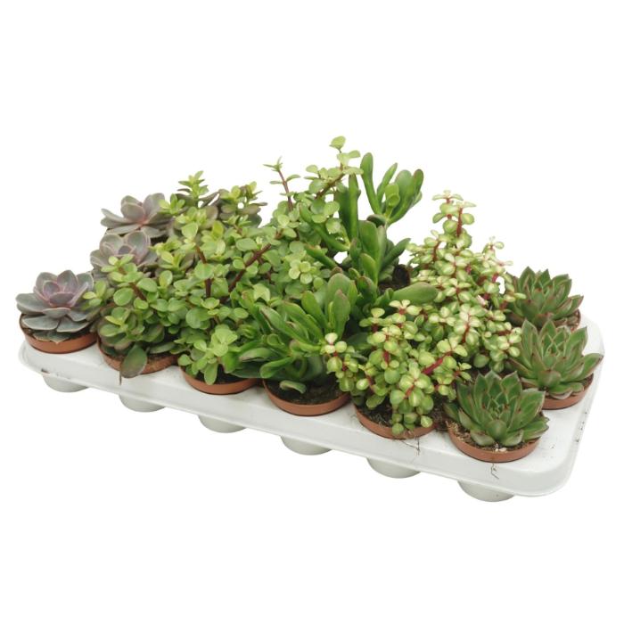 succulents-mix