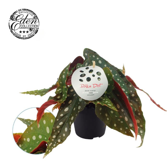 begonia-maculata-begonia-maculata-12cm-dobbies