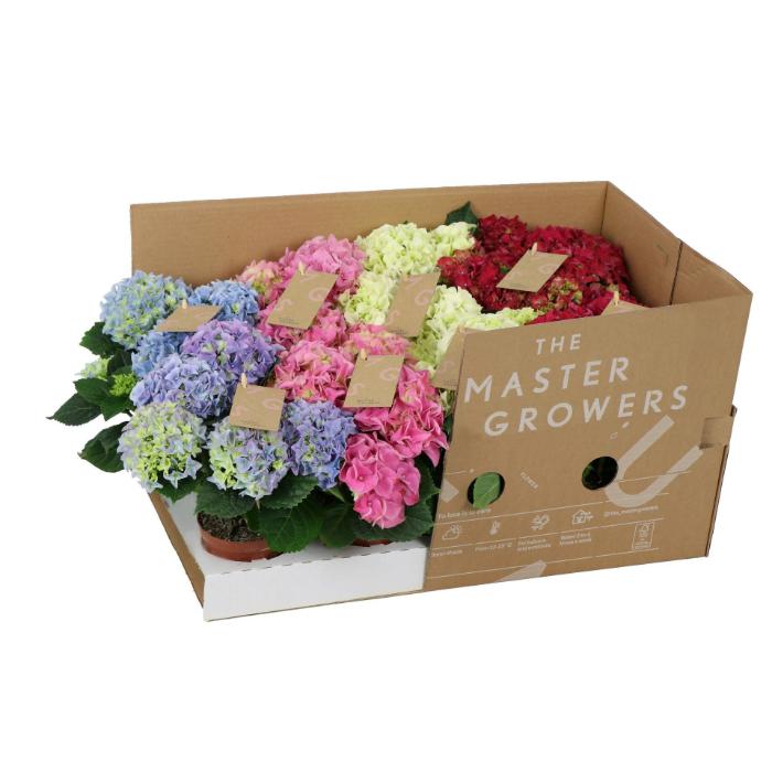 hydrangea-macr-mix-3-bloem-eco