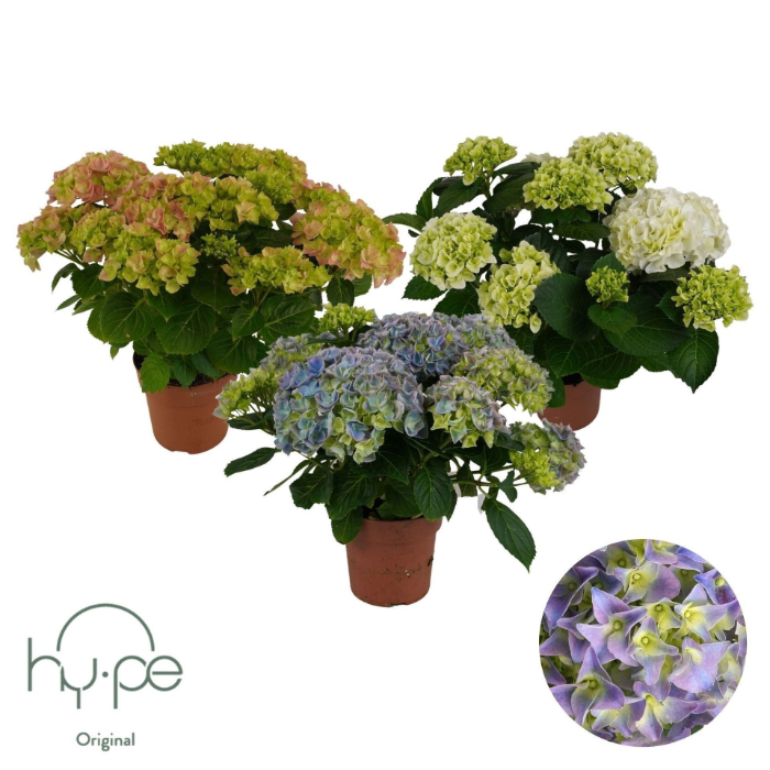 hydrangea-macr-mix-7-flower