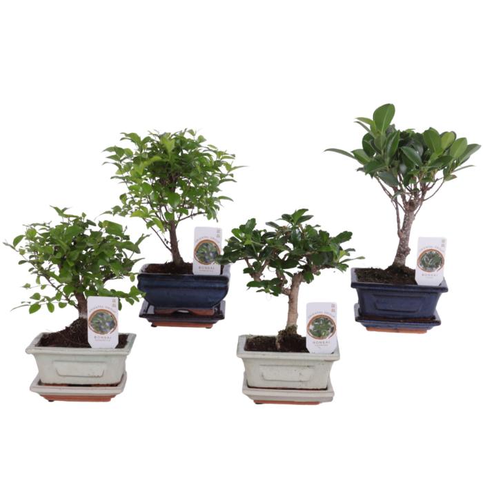 bonsai-mix-with-saucer-12x20cm