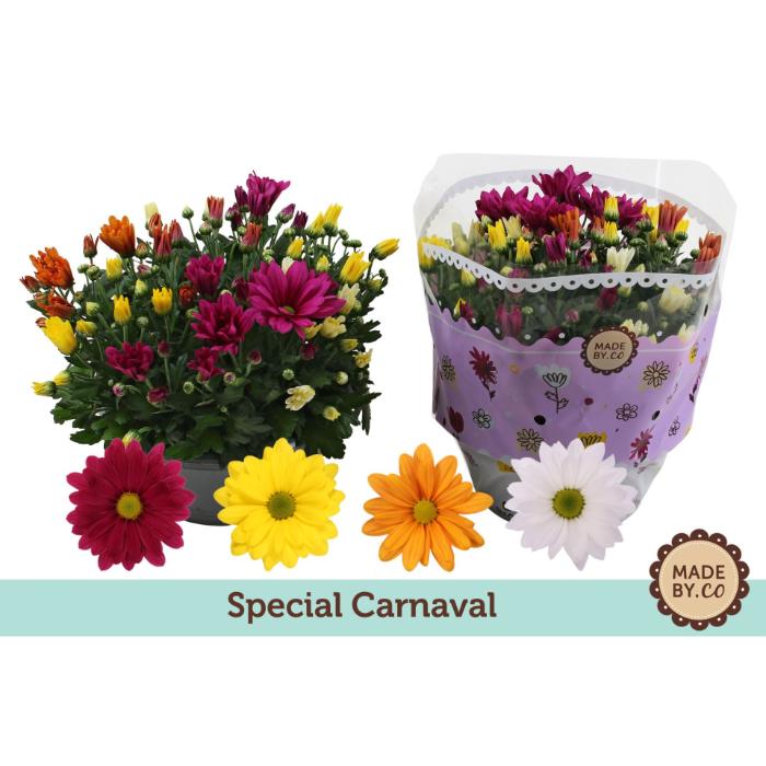 chrysanthemum-rock-roll-bowl