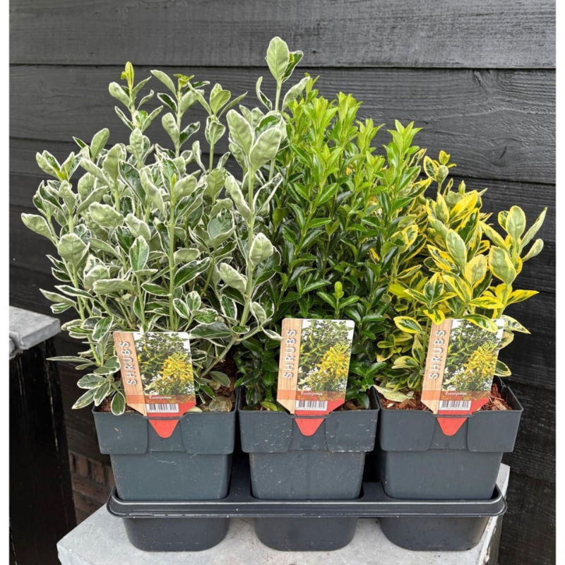 euonymus-mix