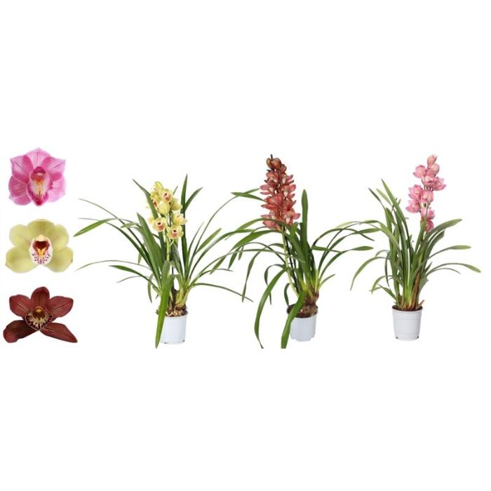 cymbidium-mix-1-branch-5-flower