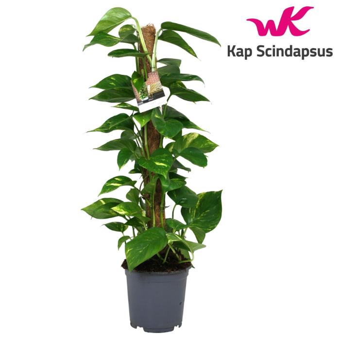 scindapsus-aureum-80cm-mosspole