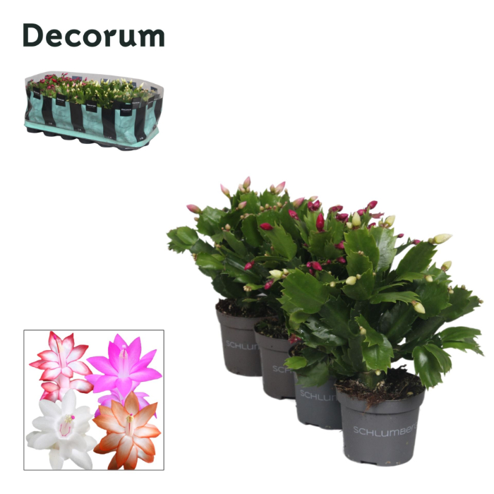 schlumbergera-mix-4-clr-mix-9x18cm