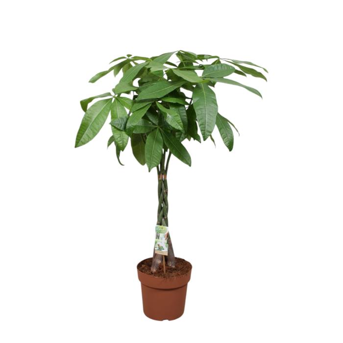 pachira-aquatica-tressed-stem
