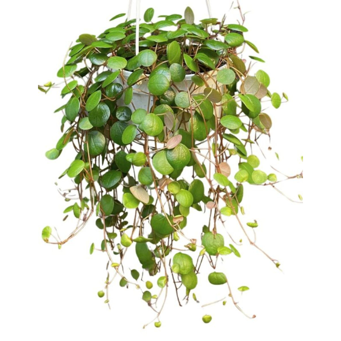 peperomia-pepperspot