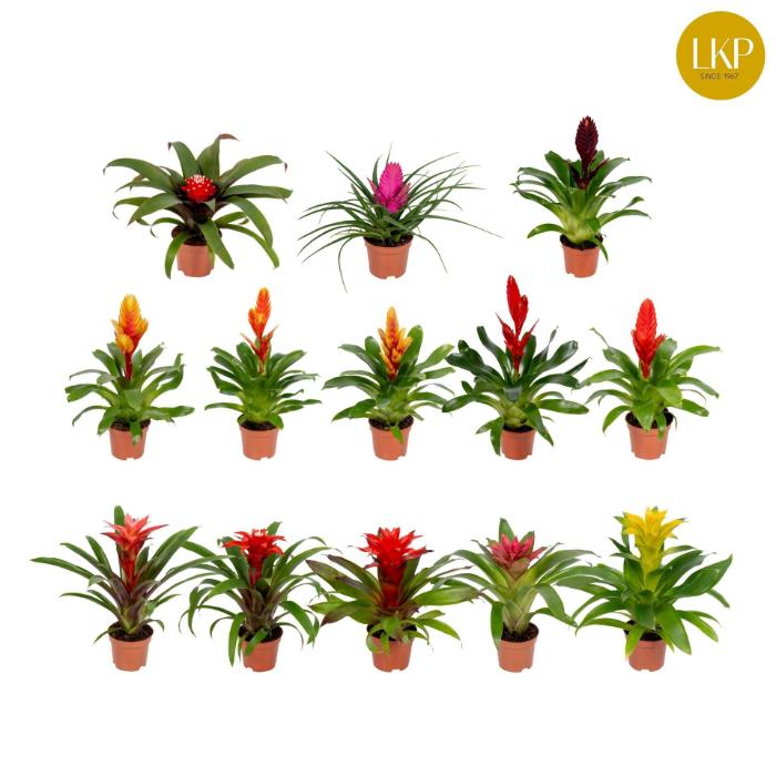 bromelia-mix-adventure-mixed-zonder-hoes-510x30cm