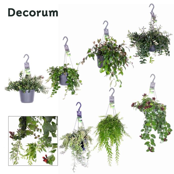 aeschynanthus-green-mix-hanging-pot