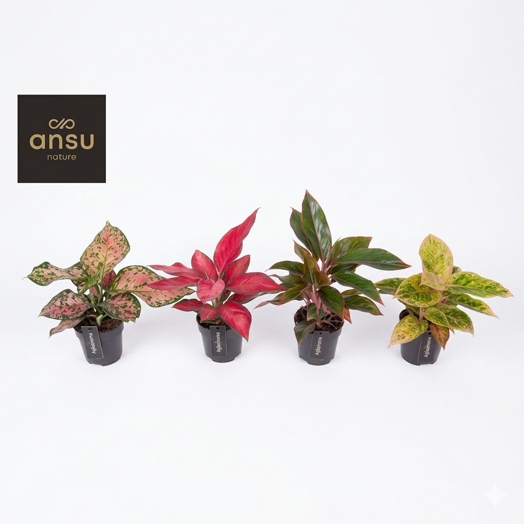 aglaonema-rood-roze-mix