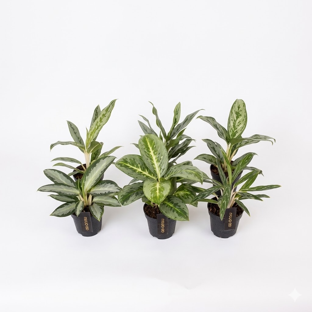 aglaonema-green-mix