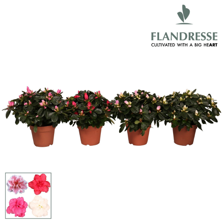 azalea-mix-22-25cm-head