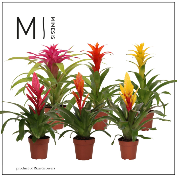 bromelia-cupcake-mix