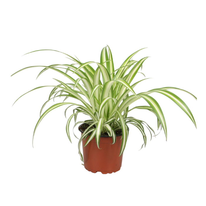 chlorophytum-variegatum