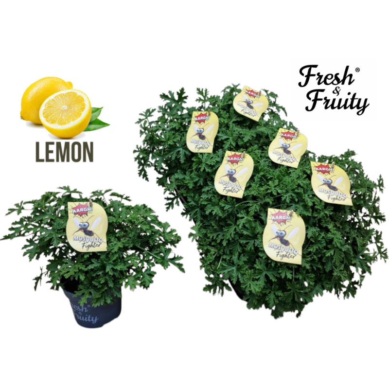 pelargonium-gra-mosquito-fighter-freshfruity