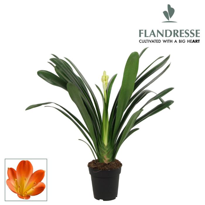 clivia-miniata-strong