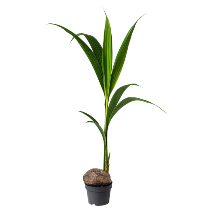 cocos-nucifera-2-shelves-by-cc
