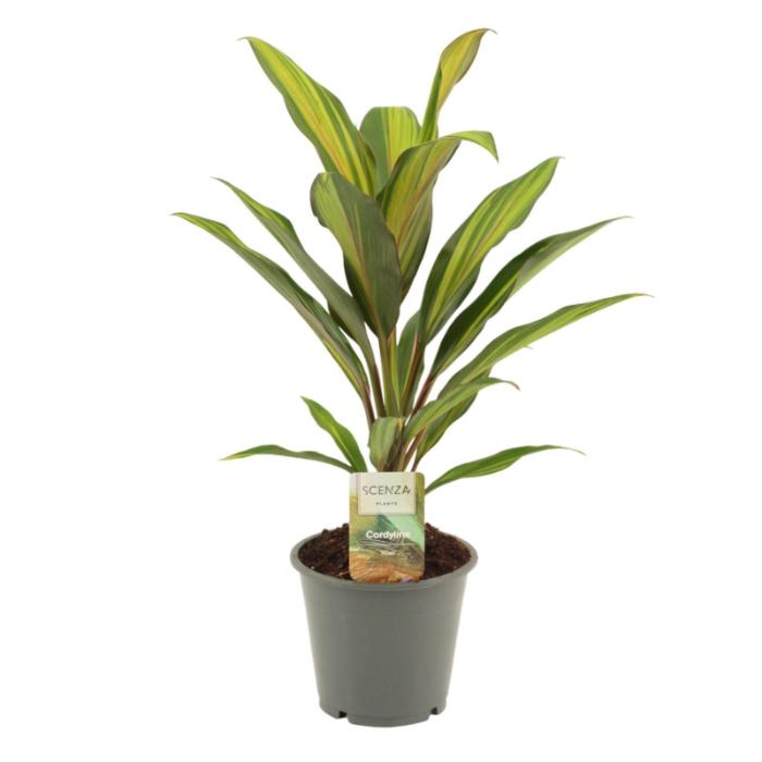 cordyline-kiwi-12x35cm