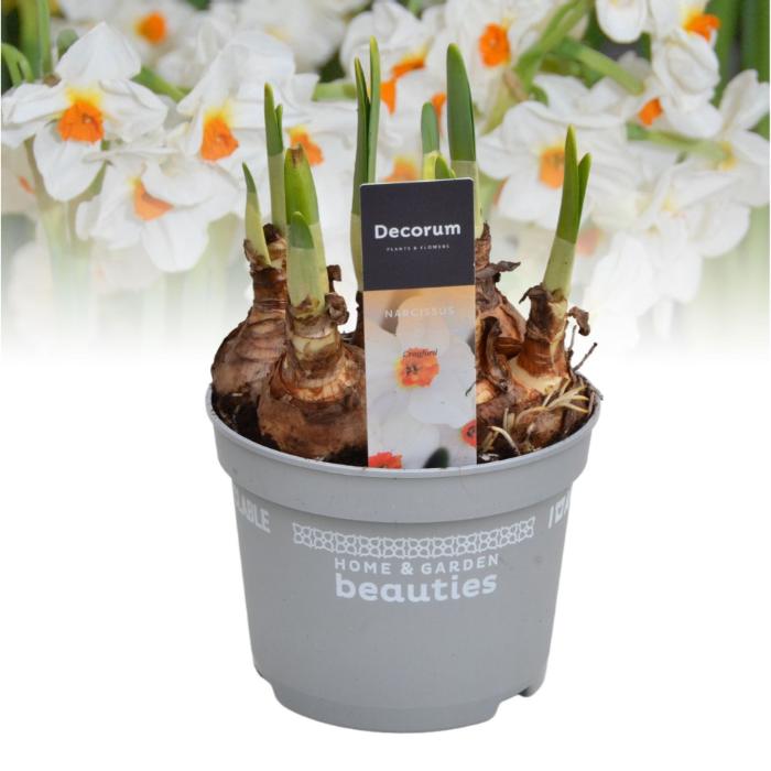 narcissus-cragford-12x17cm