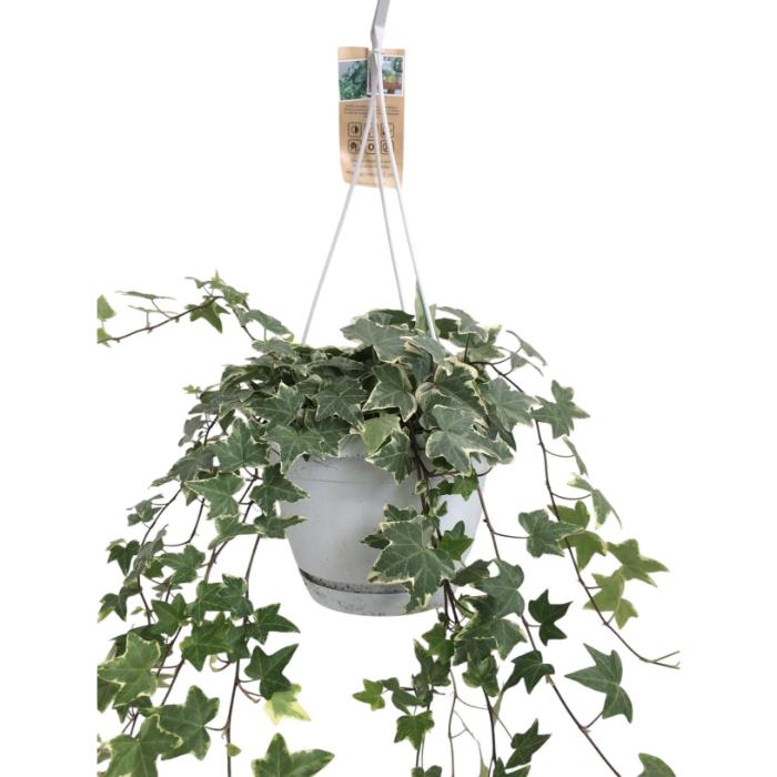 hedera-variegated-hanging-pot-17x40cm