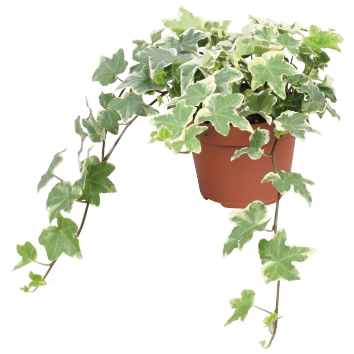 hedera-white-and-green-without-sticker