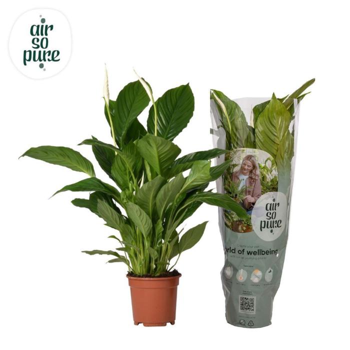 spathiphyllum-vivaldi-2-air-so-pure