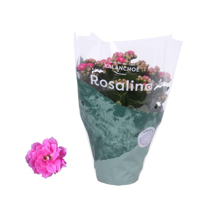 kalanchoe-rosalina-don-nando