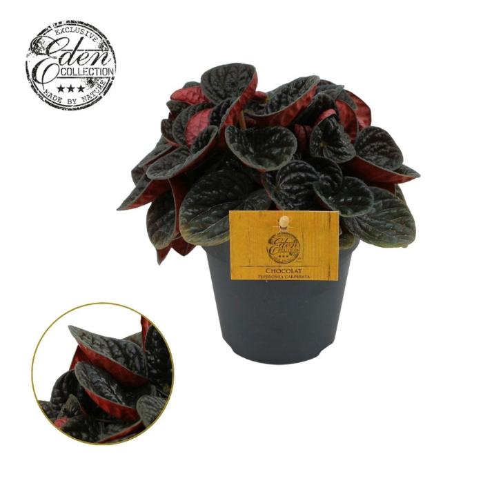 peperomia-chocolat