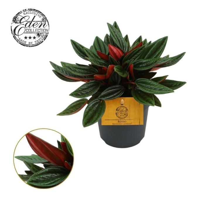 peperomia-rosso
