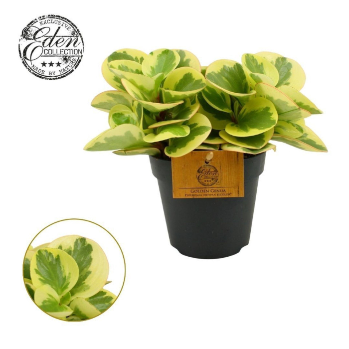 peperomia-obtipan-bicolor-green-and-yellow