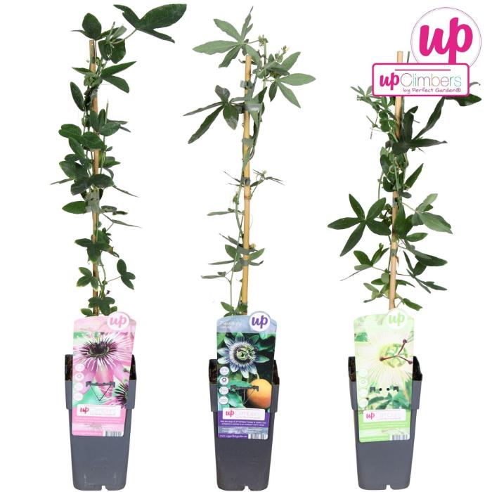 passiflora-mix-mix-tray-15x65cm