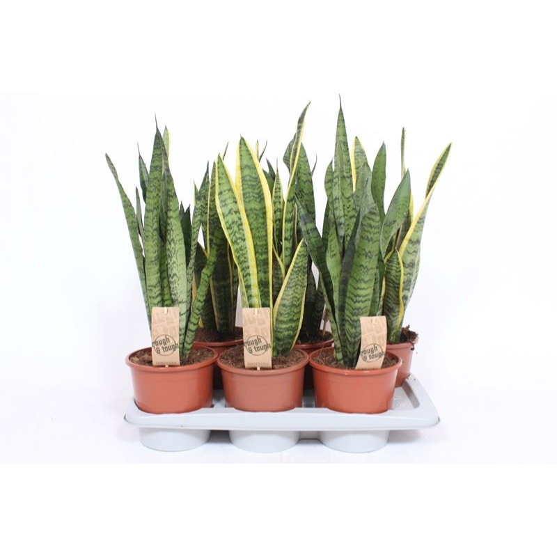 sansevieria-mix-mix-3srt-14x50cm