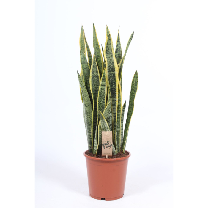 sansevieria-laurentii-21x80cm