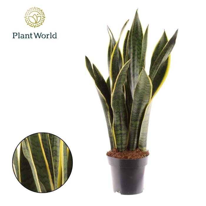 sansevieria-laurentii-decorum