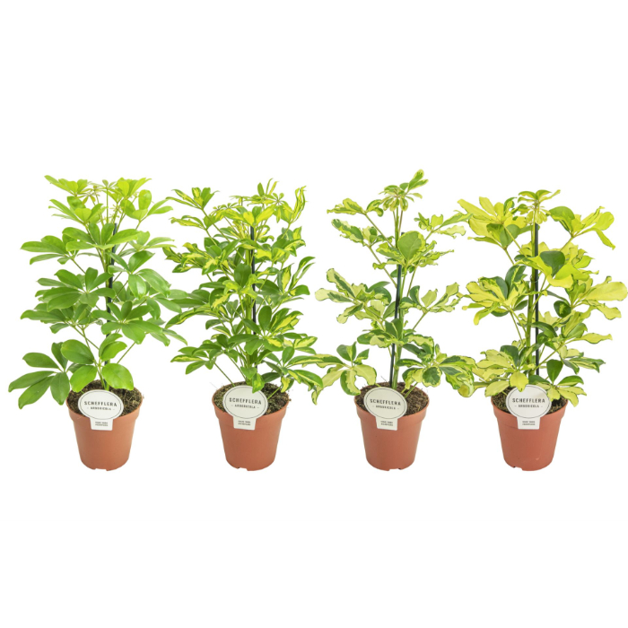 schefflera-mix