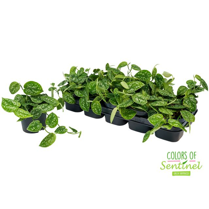 scindapsus-pictus-12cm