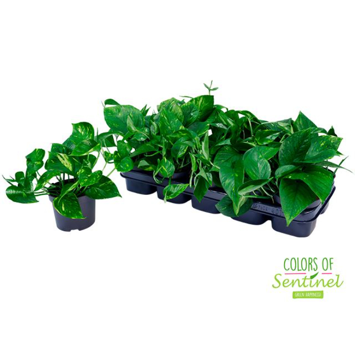 scindapsus-aureum-6-pp