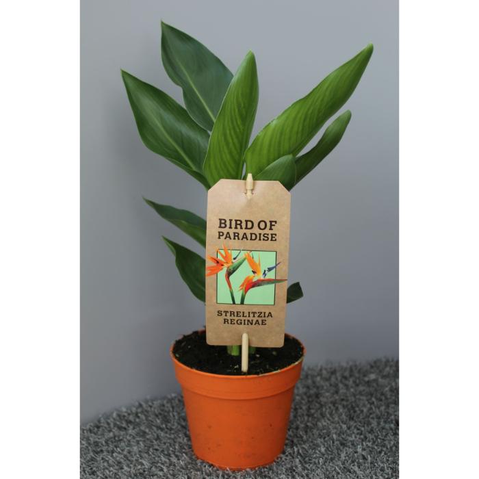 strelitzia-reginae-without-articicial-flower