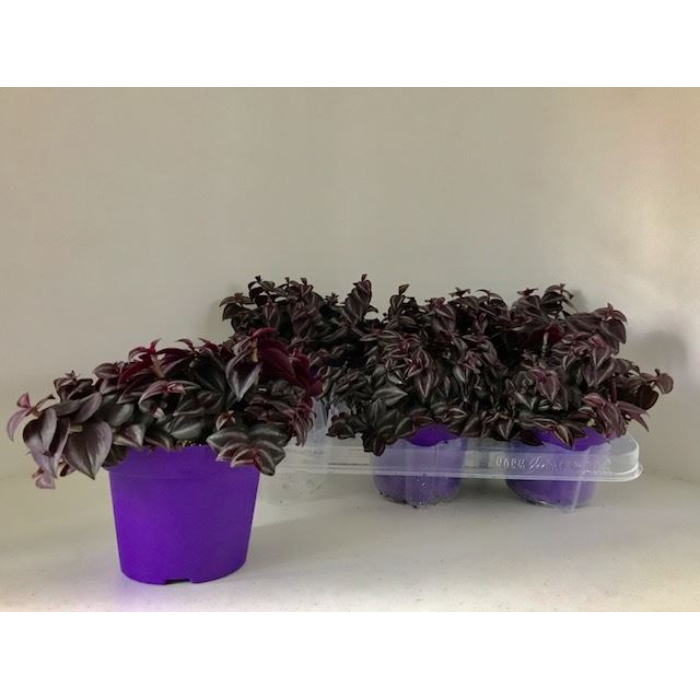 tradescantia-purple-passion