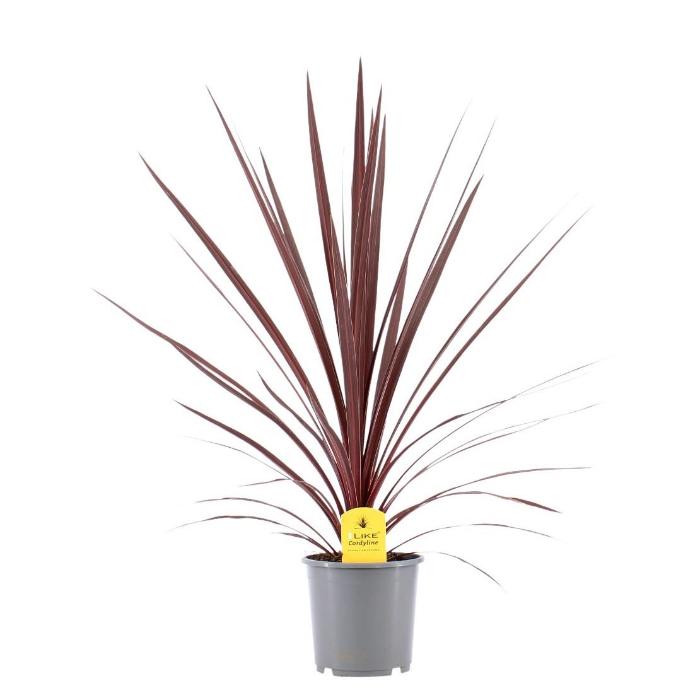 cordyline-red-star-17x75