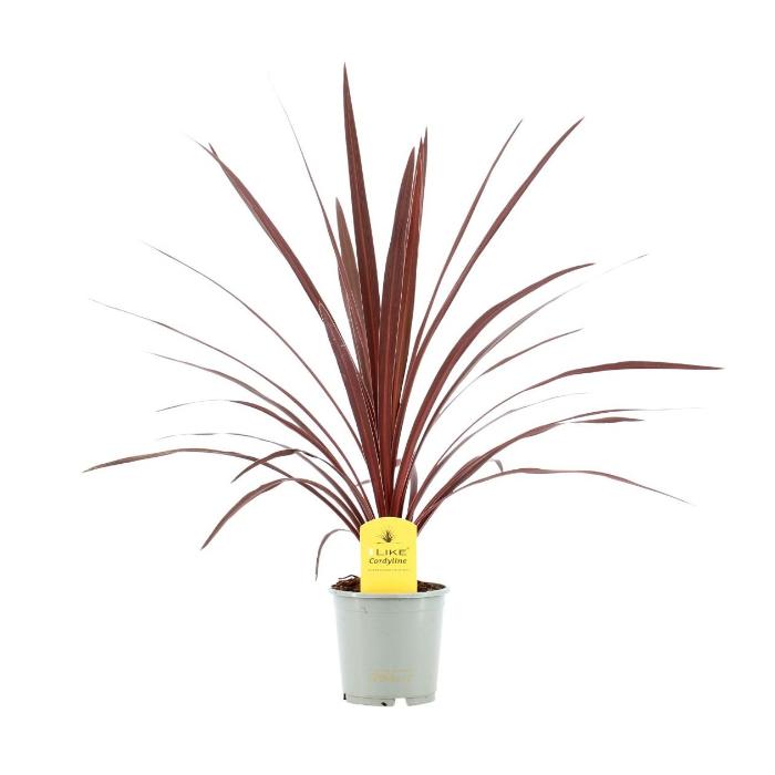 cordyline-red-star