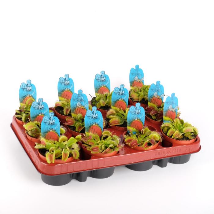 dionaea-muscipula-508x10cm