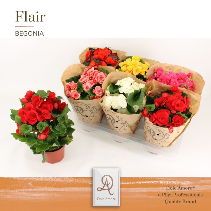 begonia-double-flowered-mix-14cm