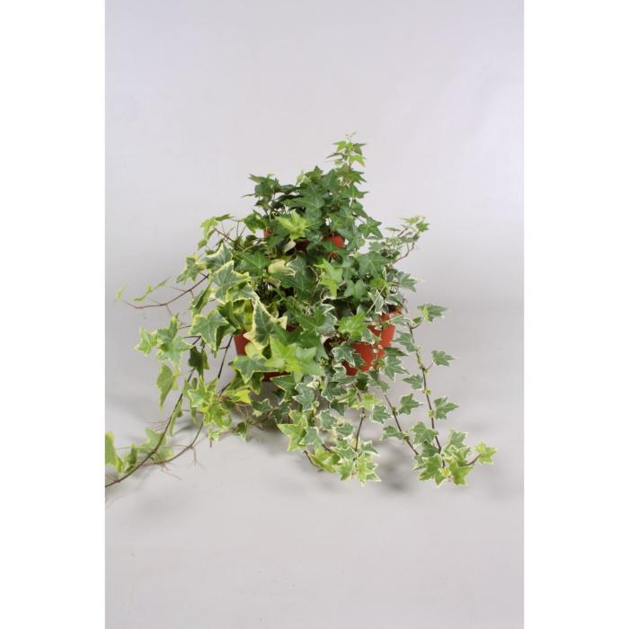 hedera-mix-3srt-without-sticker-13x30cm