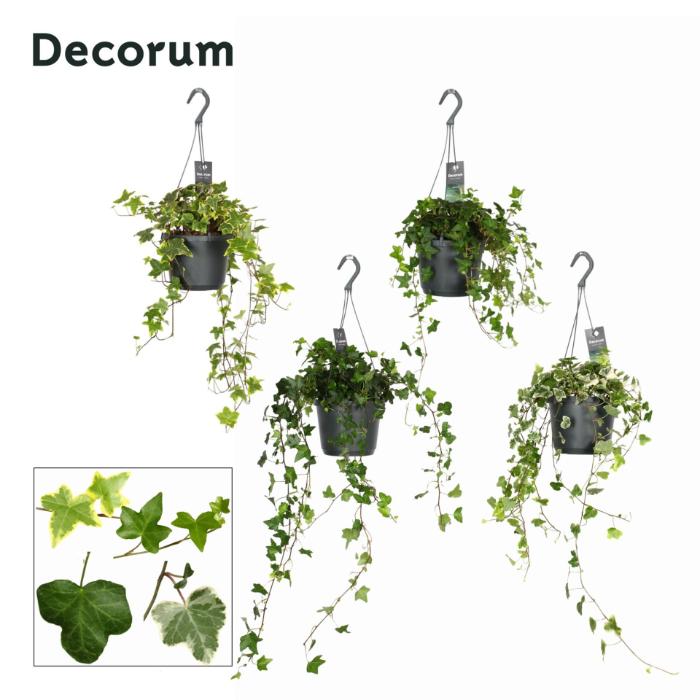 hedera-mix-hanging-pot